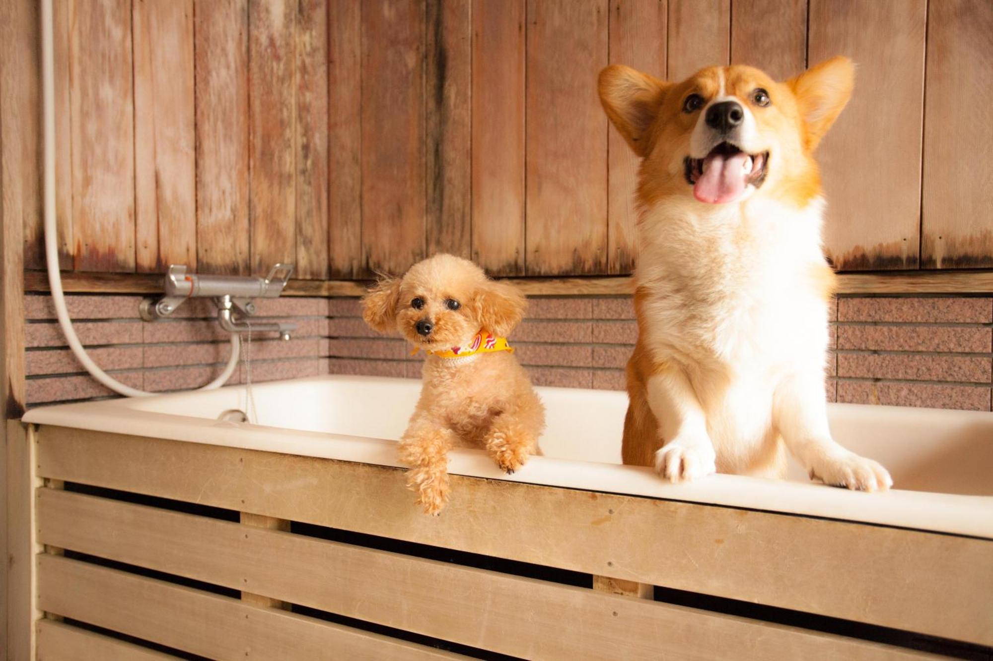 Izumigo Takayama Dog Paradise Hotel Luaran gambar